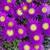 Delosperma sutherlandii