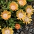 A low growing succulentwith light orange flowers