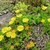 Yellow flowers