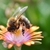 Honey bee on flower