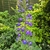 Blue/purple inflorescence on a stem in Staffordshire, UK