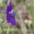 Flower closeup with Blue Purple petals in April in Lake Co., CA