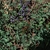 Form in June in Mariposa County, California