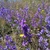 Flowers from a natural mass planting on Aracadia County, Greece