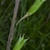 Stem and fruits