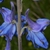 Stem and back of flower