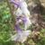 White and purple flower
