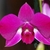 Flower detail