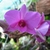 Close-up of a pink-mauve orchid flower.