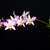 Spray of white orchid flowers with purple lips & lateral petals