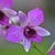 Mauve orchid flower covered in water droplets.