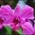 Close-up of a pink-mauve orchid flower.