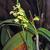 Flower and leaves