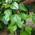 Dendropanax trifidus