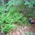 Stand of erect pinnate fern fronds.