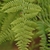 Detail of frond with pinnatisect pinnae.
