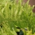 Detail of bipinnate frond.