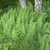 Stand of erect pinnate fern fronds.