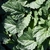 'Supermax' Leaves - Winter - Wake Co., NC