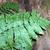 Deparia acrostichoides