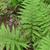 Deparia acrostichoides