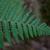 Deparia acrostichoides