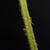 Deparia acrostichoides