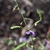 Seed Pods - Fall - Warren Co., NC