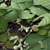 New leaves on pubescent stem
