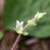 New growth with pubescent stem