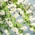 Leafy branch bearing sprays of small white flowers