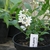 Young potted plant with white flowers at the nursery.