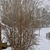 Upright leafless shrub