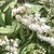 Shrub with green and white variegated leaves & white flowers