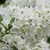 Close-up of a cluster of white, star-shaped flowers.