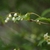 Leafy branch with small white pendulous flower buds