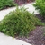 Low shrub with mounding mounding habit and arching branches.