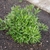 Low shrub with clusters of white flowers.