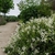 Low shrub with clusters of white flowers.
