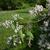 Deutzia ningpoensis