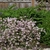 Shrub with pink-tinged white flowers.