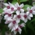 Pink star-shaped flowers w/ dark pink centers & ruffled margins