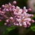 Pink star-shaped flowers with prominant stamens