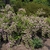 Shrub with clusters of pink flowers.