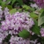 Shrub with clusters of pink flowers.