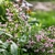 Small shrub with pale pink flowers.