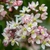 Clusters of pale pink flowers.