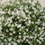 Shrub with many white flowers