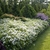 Form in bloom