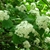Rounded clusters of white flowers.